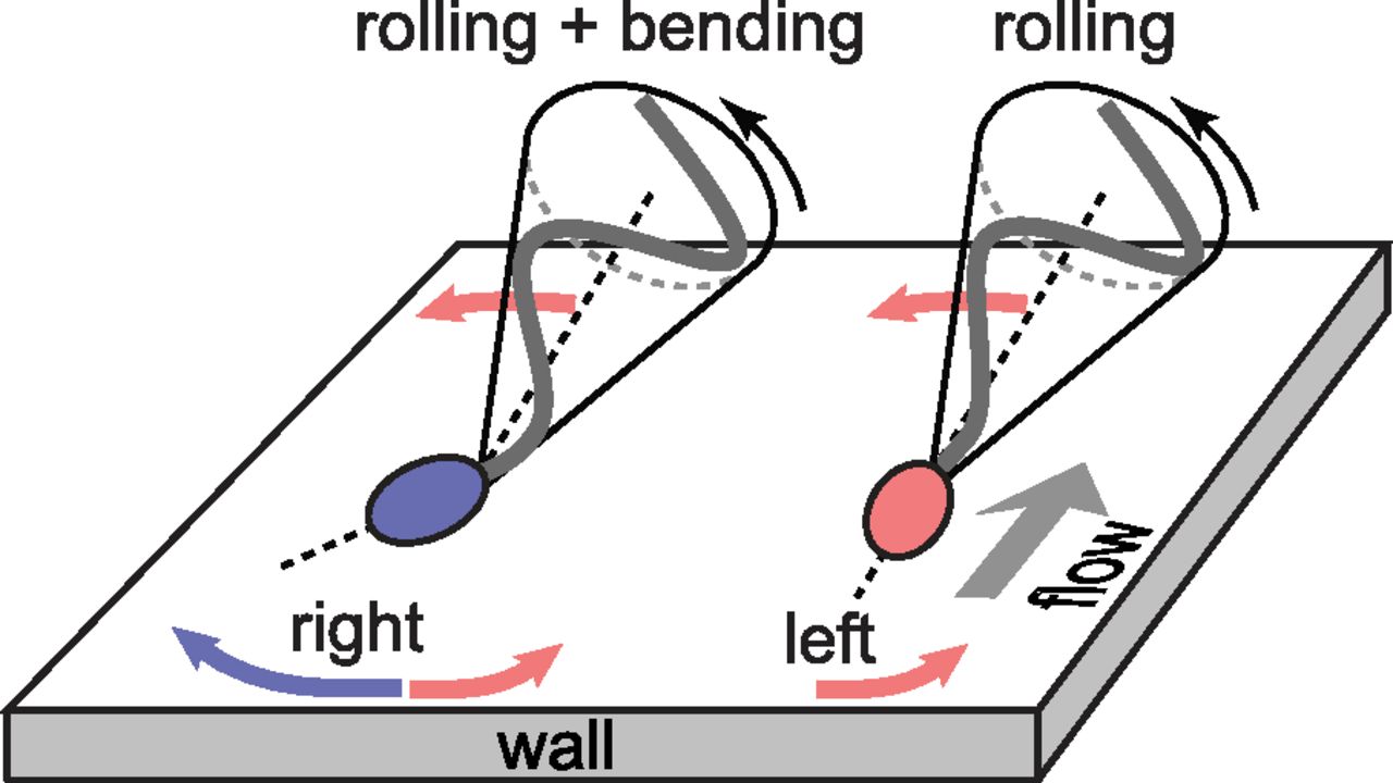 Graphical abstract