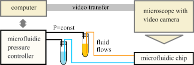 Graphical abstract