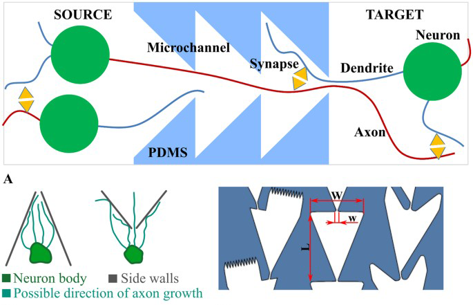 Graphical abstract