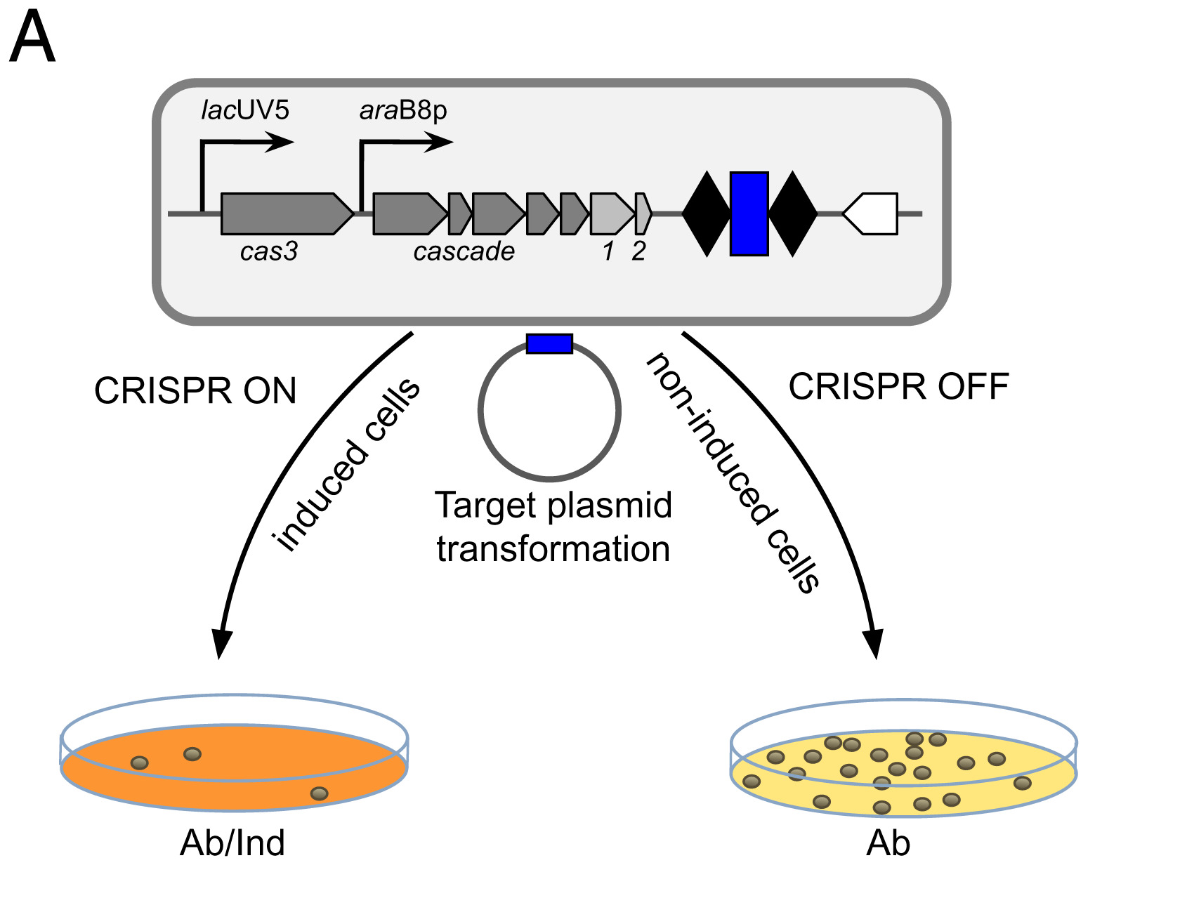Graphical abstract
