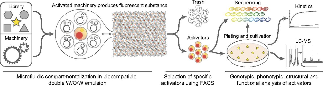 Graphical abstract