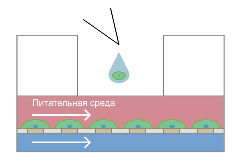 Схематическое изображения устройства в разрезе